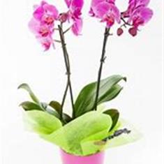 Phalaenopsis Orchid plant in pot